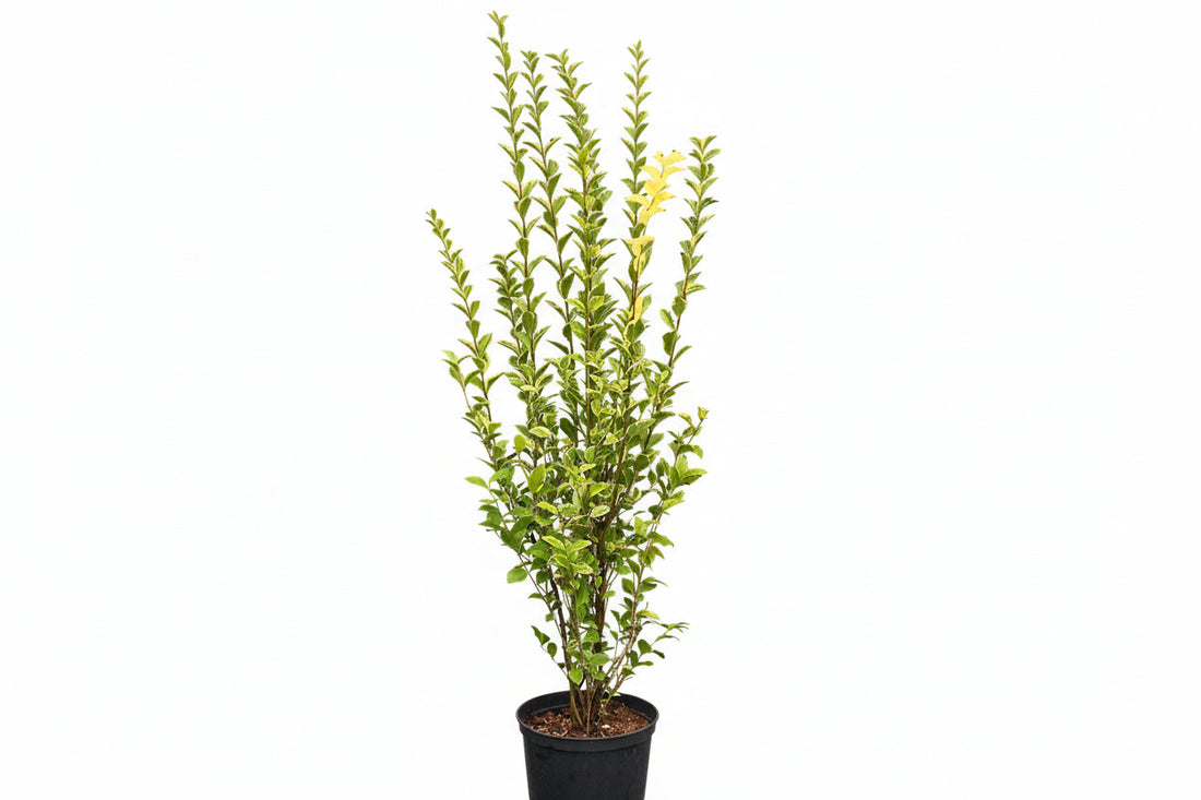 Ligustrum Ovalifolium Aureum - Wintergroene bonte liguster in pot