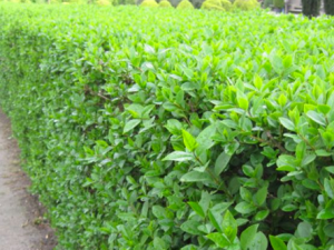 Ligustrum ovalifolium - Wintergroene Ligusterhaag in pot