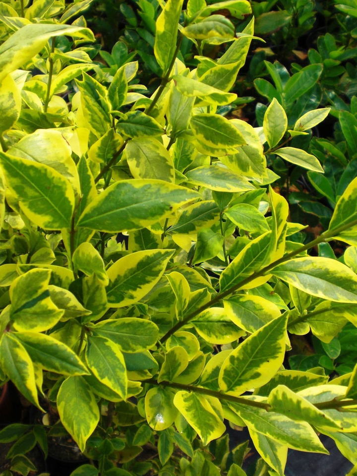 Ligustrum ovalifolium 'Aureum' - Wintergroene bonte liguster blote wortel