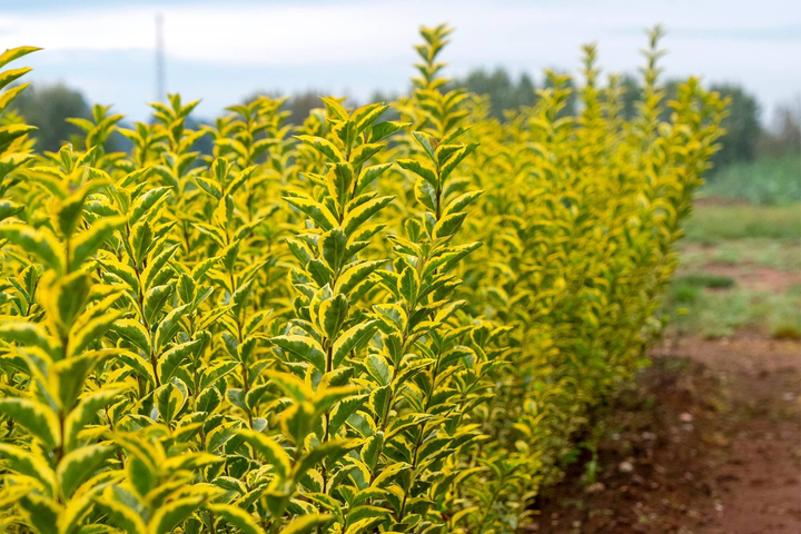 Ligustrum ovalifolium 'Aureum' - Wintergroene bonte liguster blote wortel