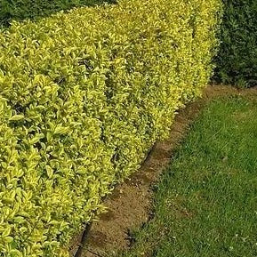 Ligustrum Ovalifolium Aureum - Wintergroene bonte liguster in pot