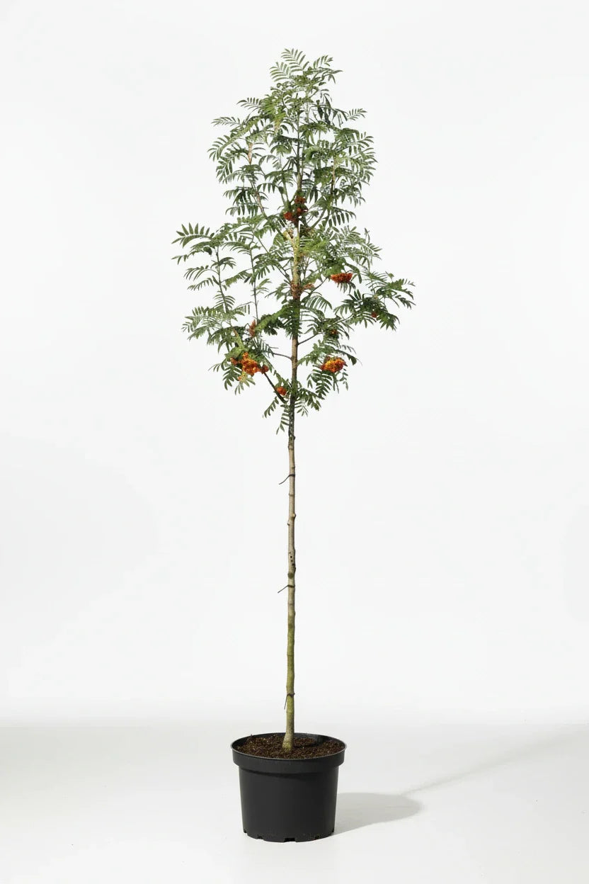 Sorbus 'Red Robin' - Lijsterbes op stam