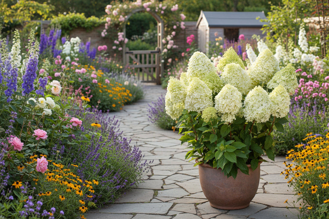 Hydrangea paniculata 'Limelight' - Witte Pluimhortensia