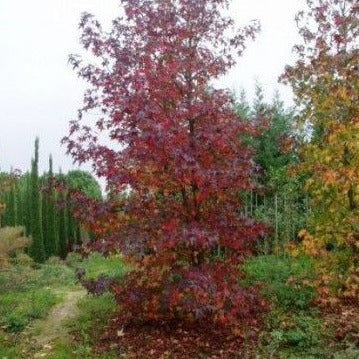 Liquidambar styraciflua - Amerikaanse amberstruik