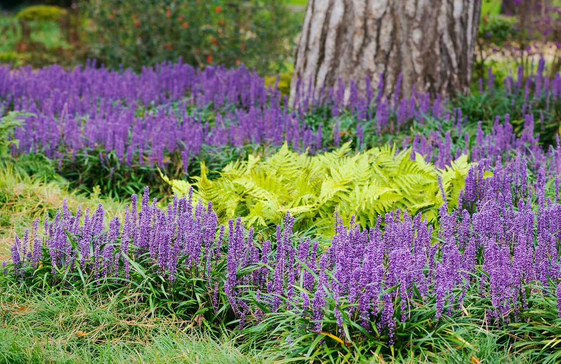 Liriope muscari 'Big Blue' - Leliegras