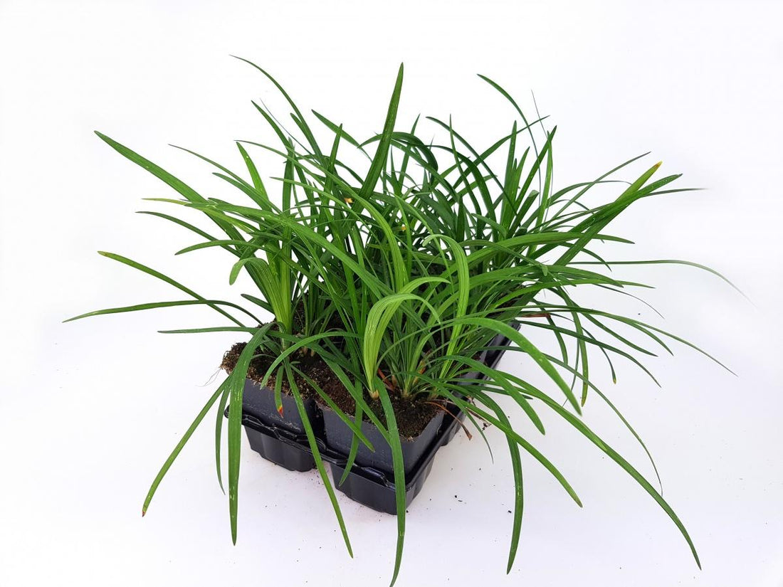 Liriope muscari 'Big Blue' - Leliegras