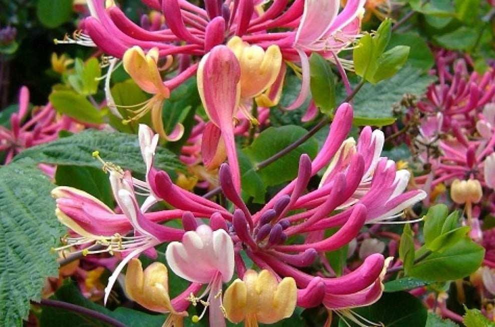 Lonicera Heckrottii 'American Beauty' - Kamperfoelie
