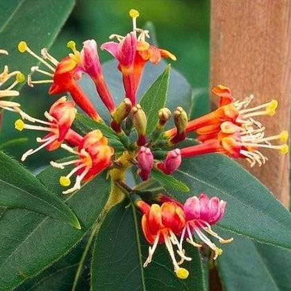 Lonicera henryi - Groenblijvende Kamperfoelie