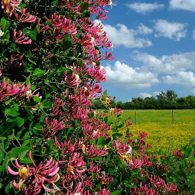 Lonicera Japonica 'Red World' - Japanse Kamperfoelie