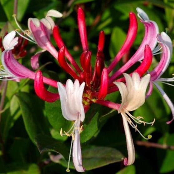 Lonicera Japonica 'Red World' - Japanse Kamperfoelie