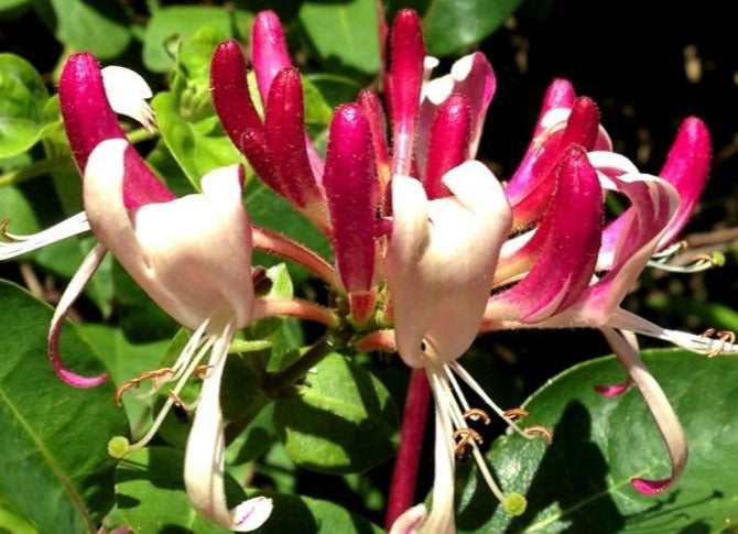 Lonicera Periclymenum 'Belgica' - Wilde Kamperfoelie