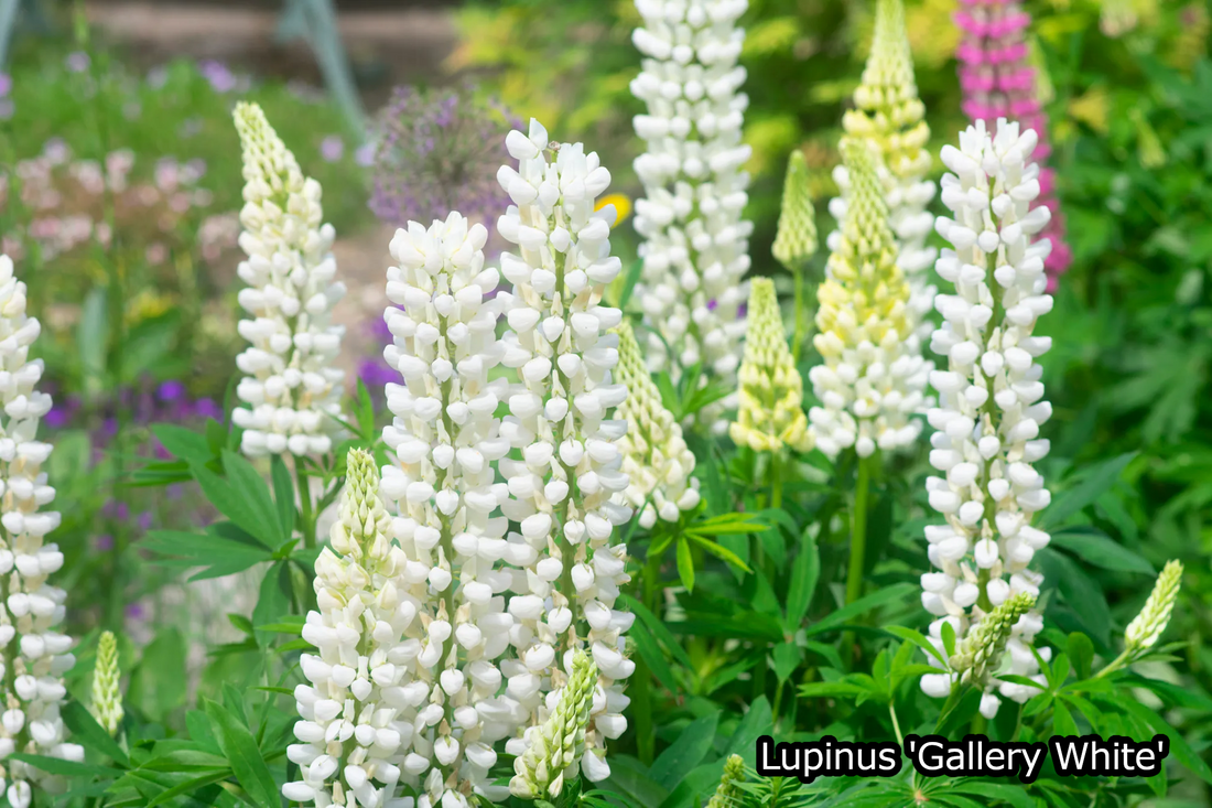 Borderpakket 'Pastel & Wit' - 5m² - 50 planten