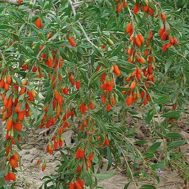 Lycium Barbarum - Boksdoorn