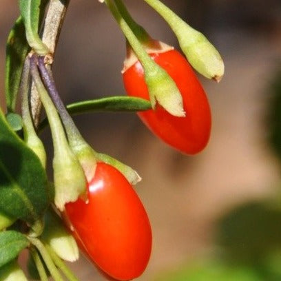 Lycium Barbarum - Boksdoorn