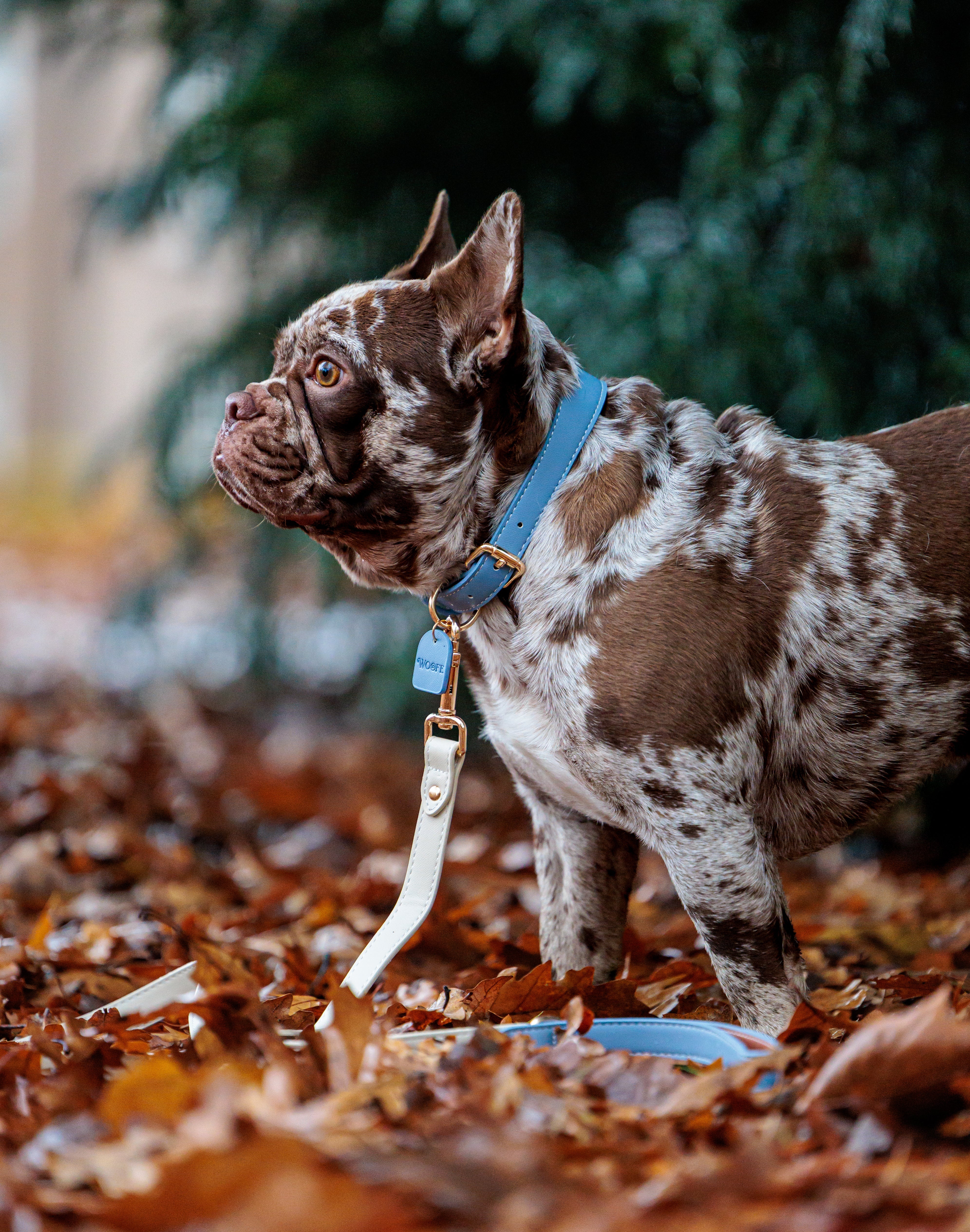 Blue Vegan Leather Collar
