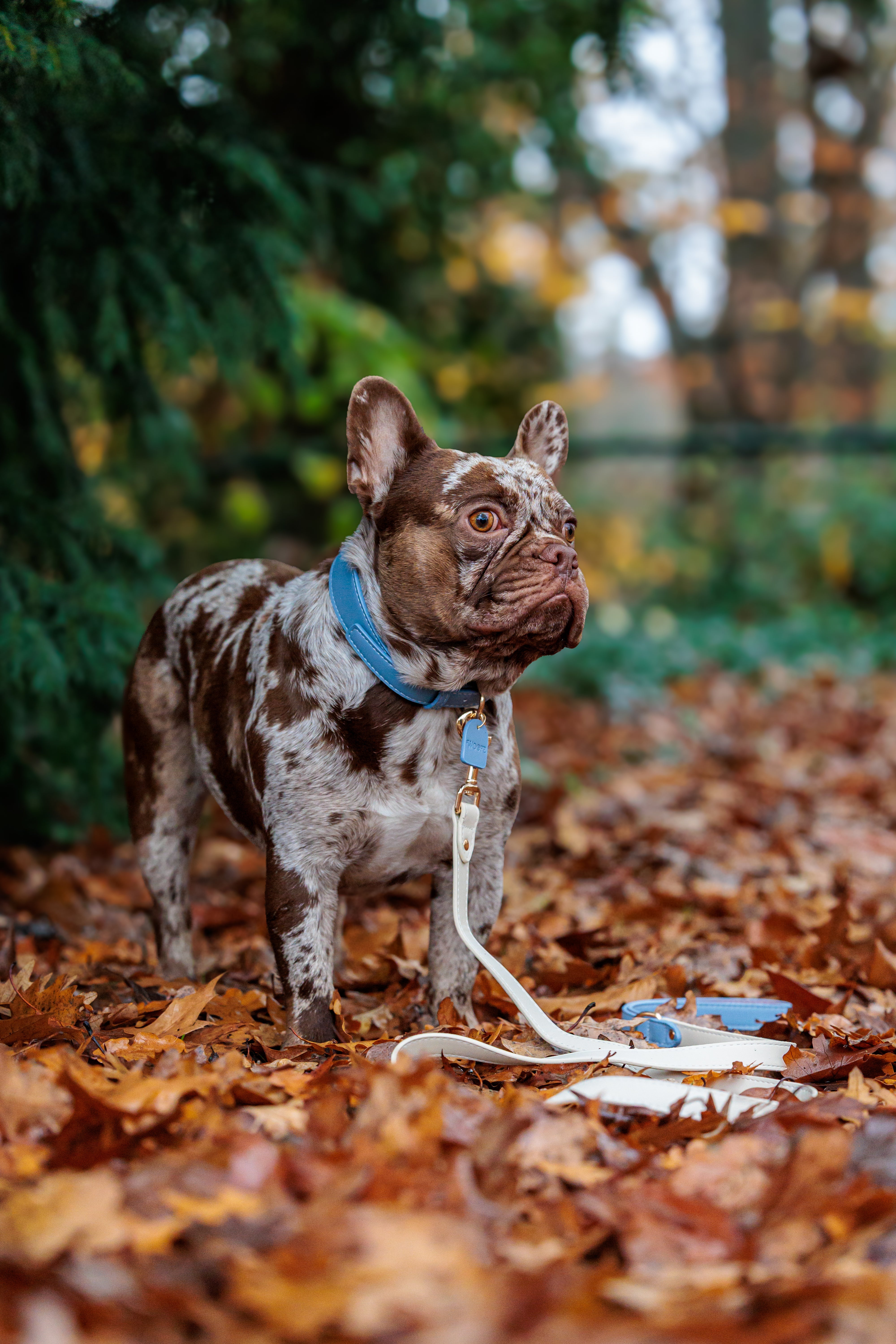 Blue Vegan Leather Collar