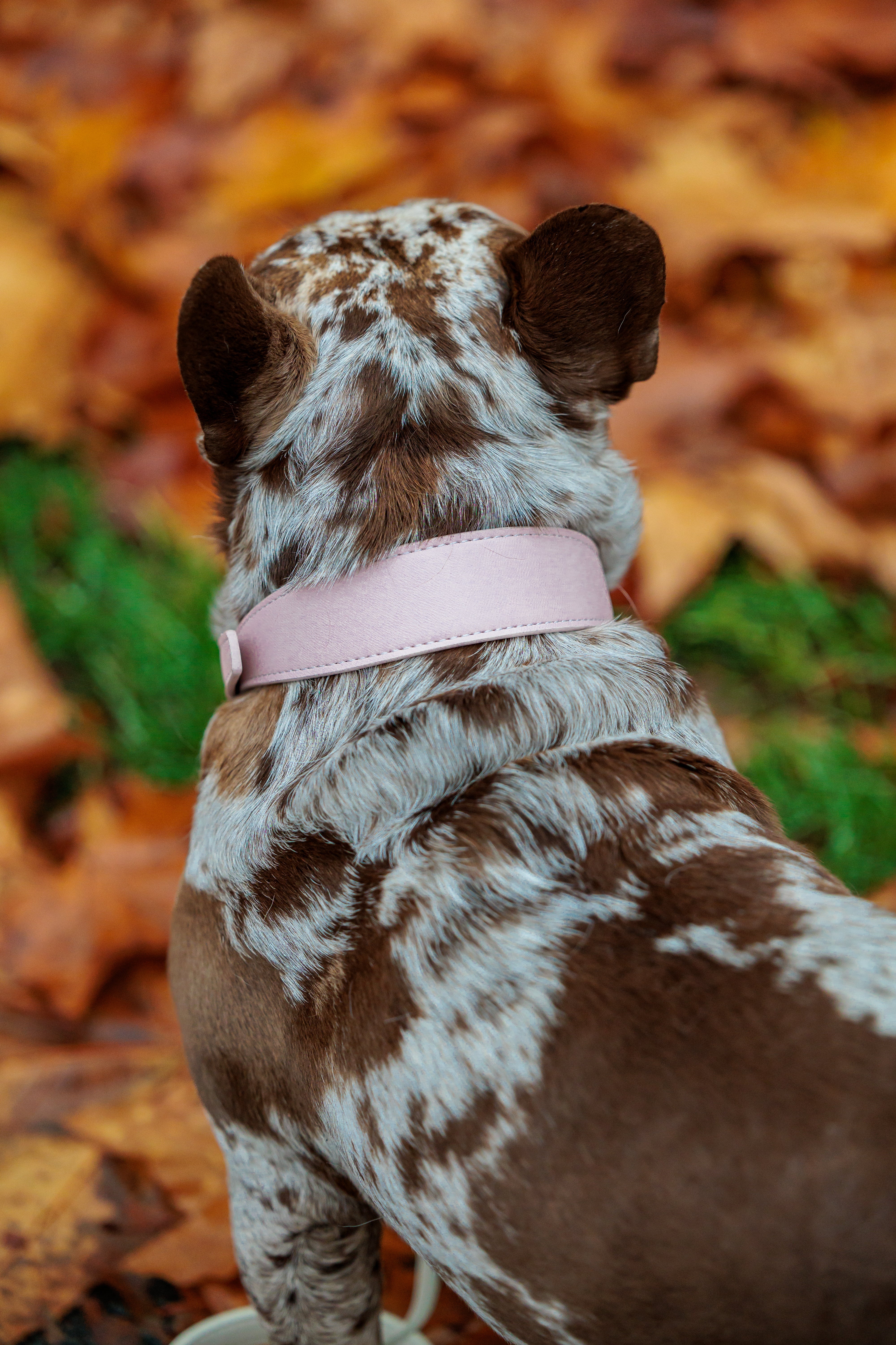 Pink Vegan Leather Collar