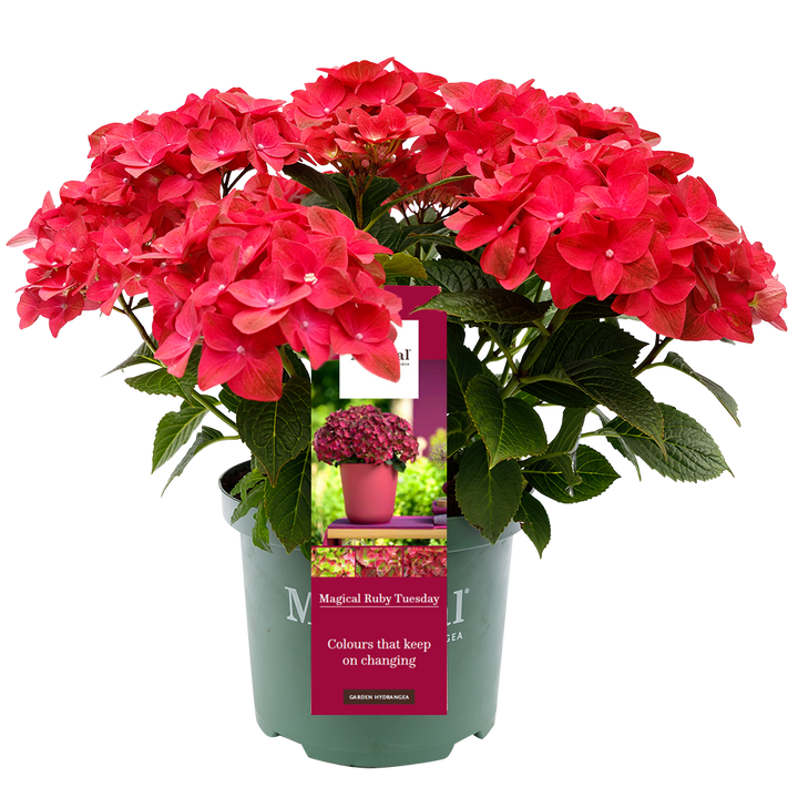 Hydrangea 'Magical Ruby Tuesday' - Magical Hydrangea®