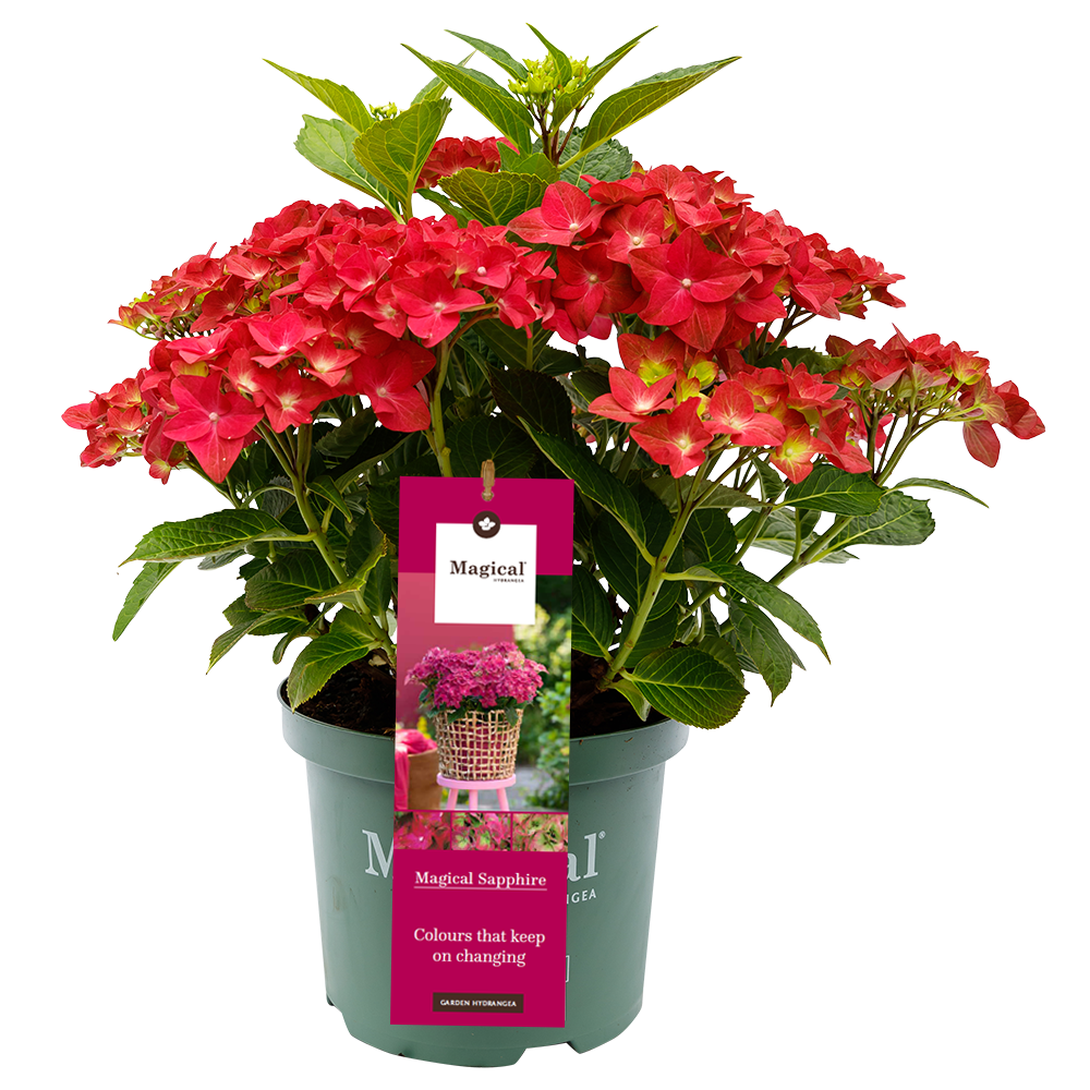 Hydrangea 'Magical Sapphire' - Magical Hydrangea®
