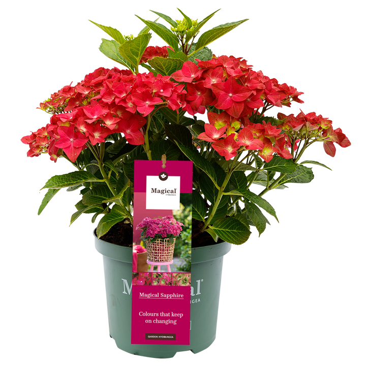 Hydrangea 'Magical Sapphire' - Magical Hydrangea®