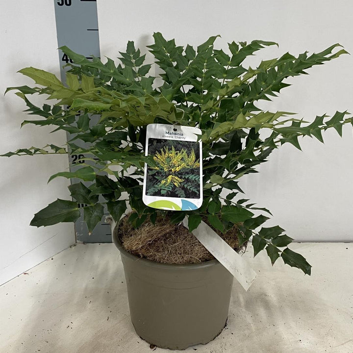 Mahonia media 'Charity' - Mahoniestruik