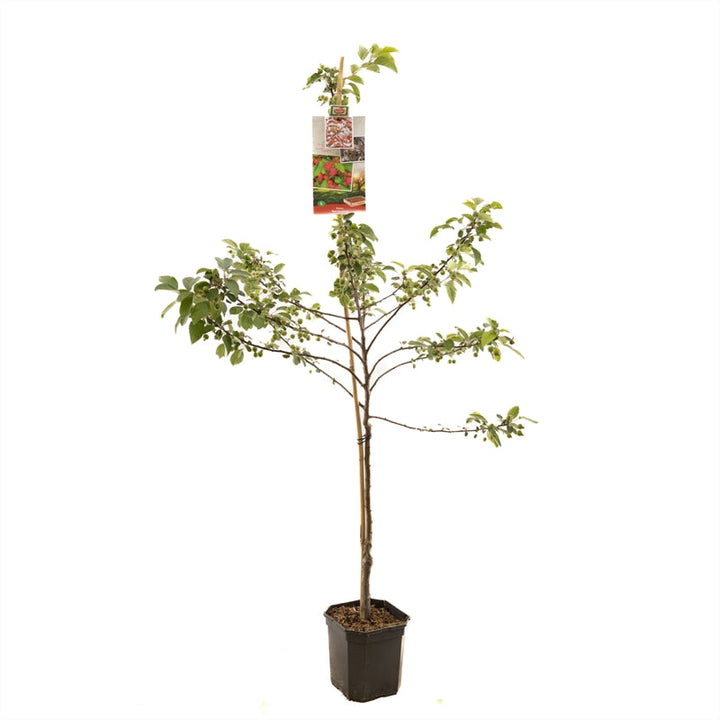 Malus 'Red Sentinel' - Rode sierappel - Laagstam