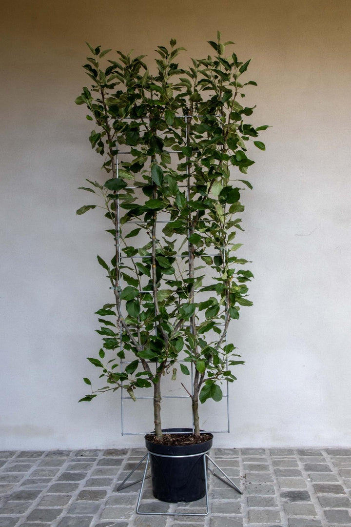 Malus domestica 'Elstar' - Appel - Haagelement
