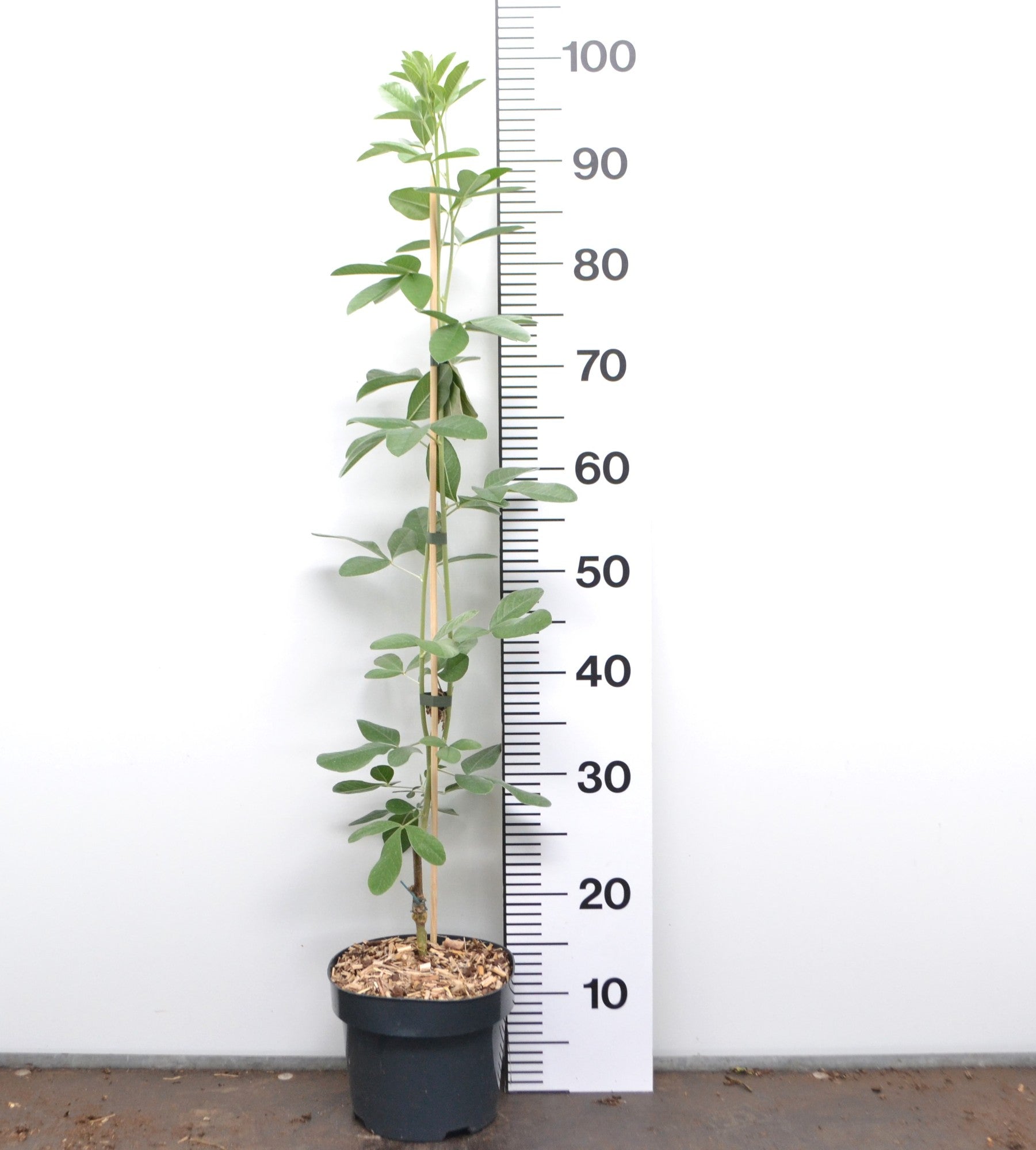 Argyrocytisus battandieri - Marokkaanse Bezem