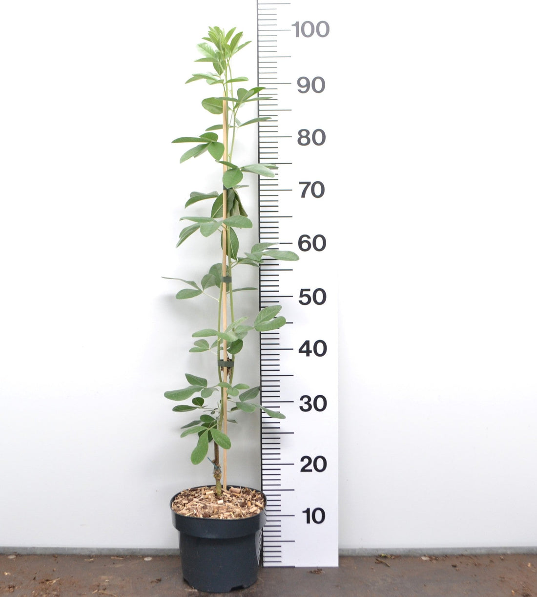 Argyrocytisus battandieri - Marokkaanse Bezem