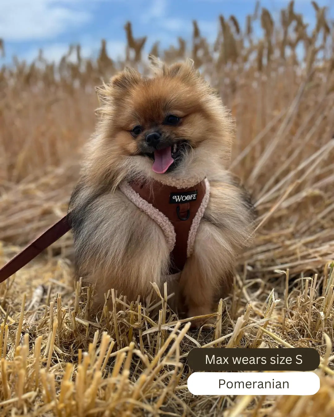 The Velvet Bear Harness