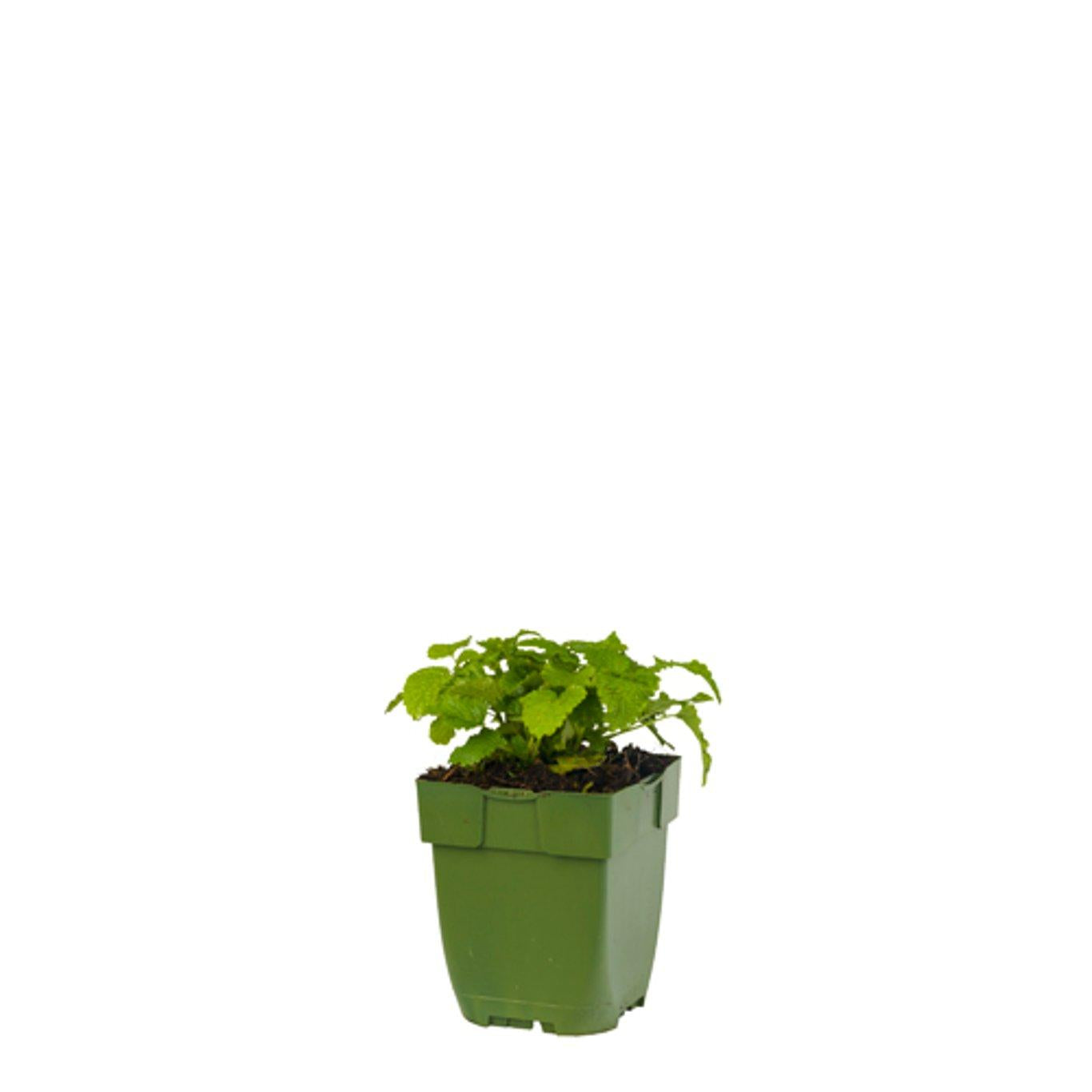 Melissa officinalis - Citroenmelisse