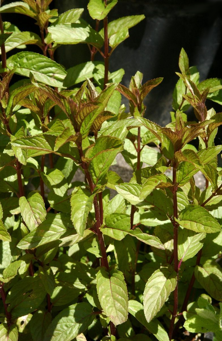 Mentha piperita 'Chocolate' - Chocolade-munt