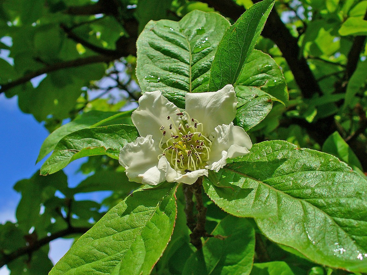 Mespilus germanica -  Wilde Mispel blote wortel