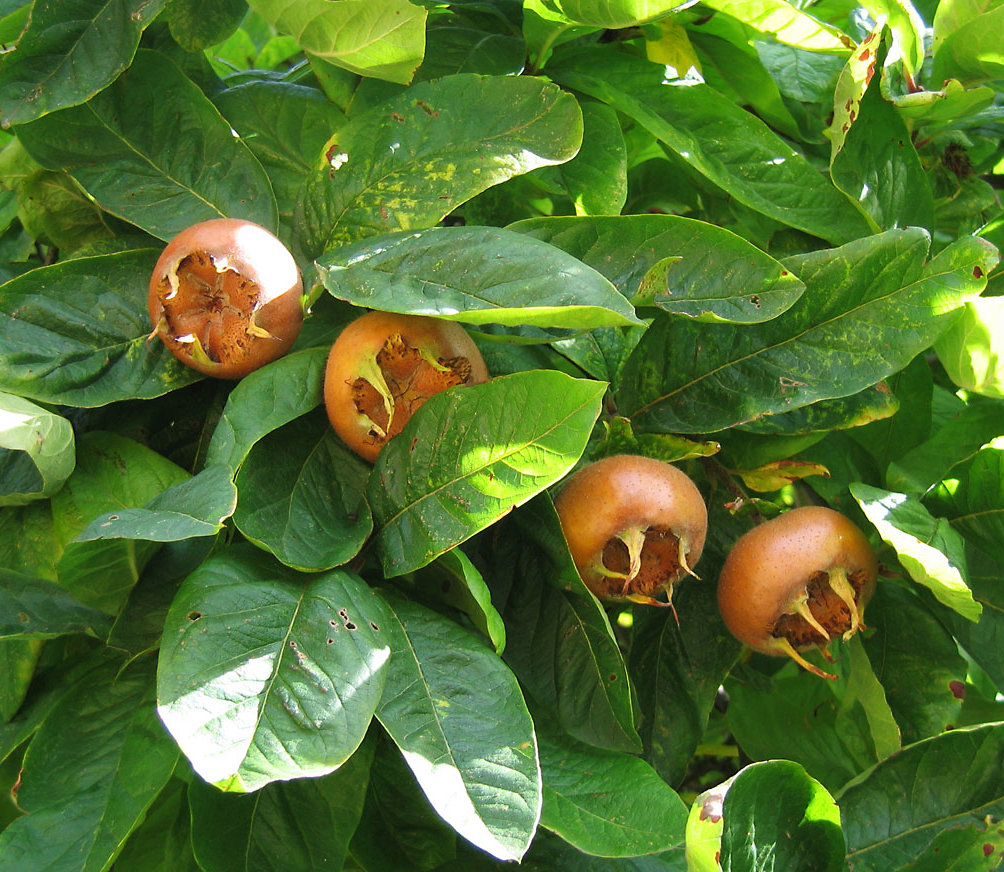 Mespilus germanica -  Wilde Mispel blote wortel