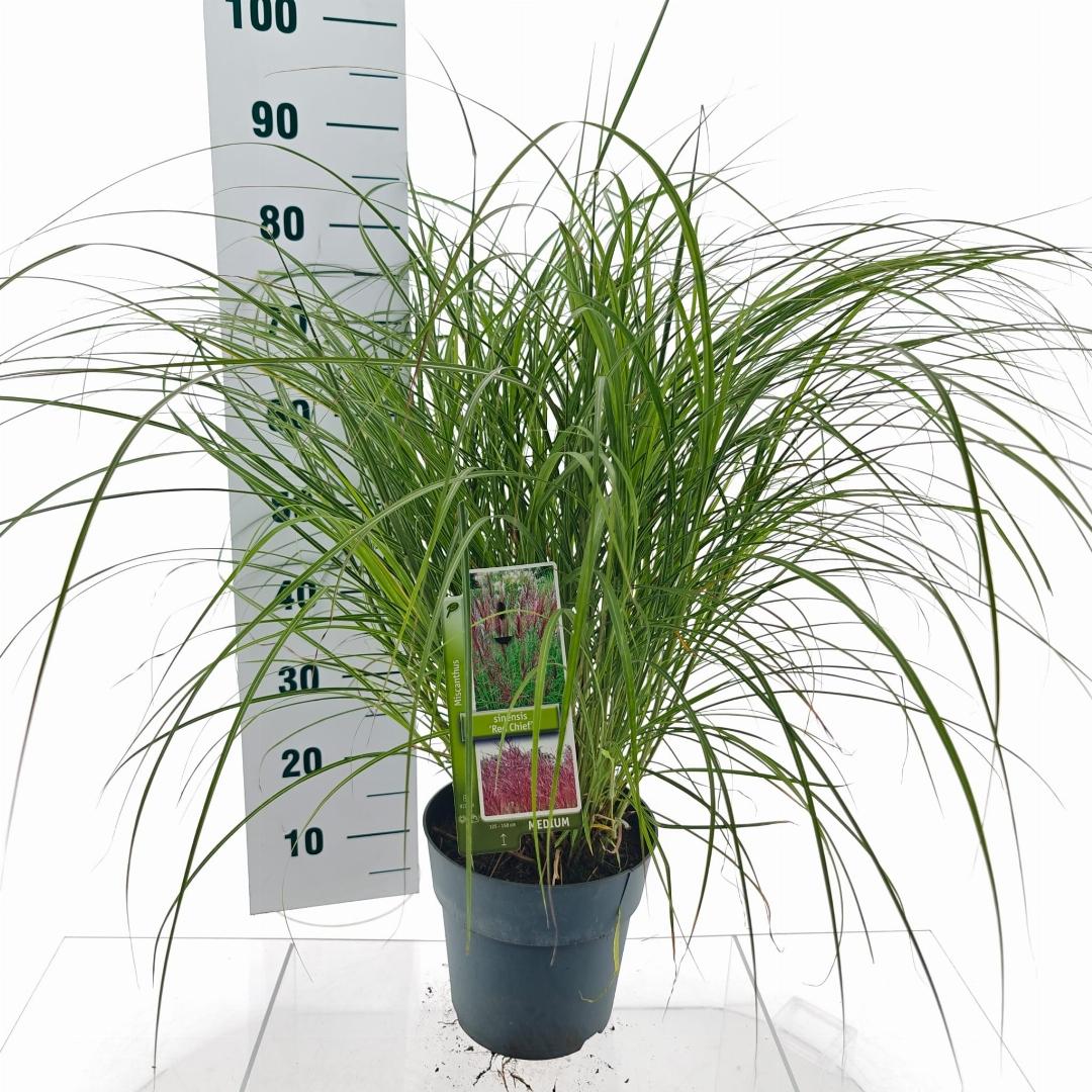 Miscanthus sinensis 'Red Chief' - Prachtriet
