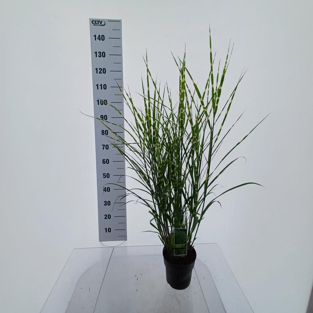 Miscanthus sinensis ‘Strictus’ - Prachtriet