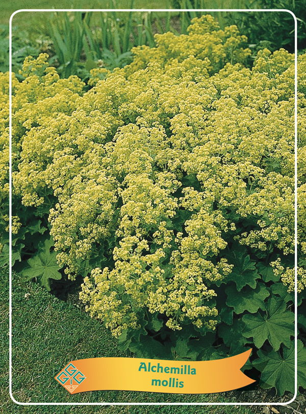 Alchemilla mollis - Fraaie vrouwenmantel