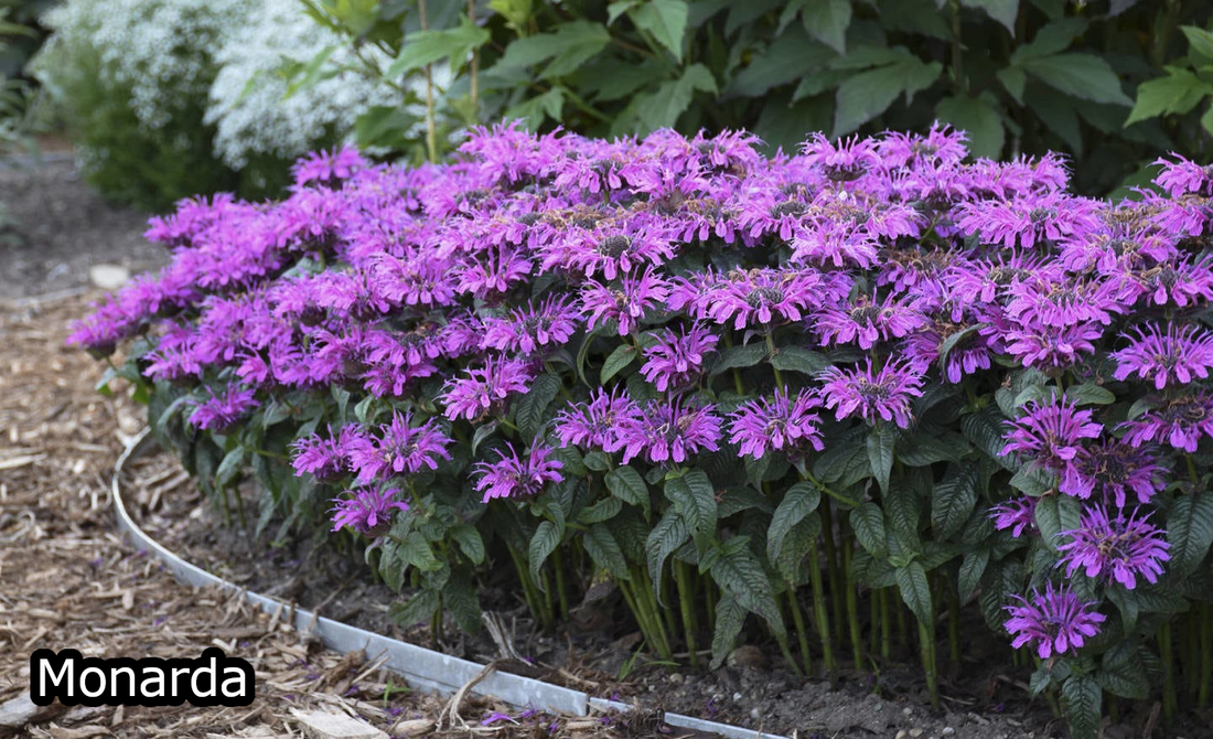 Borderpakket 'Bijen & Vlinders' - 5m² - 50 planten