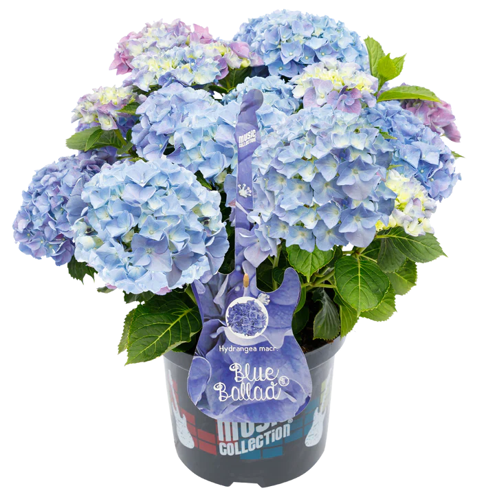 Blauwe Hortensia's - Pakket voor 1 vierkantemeter