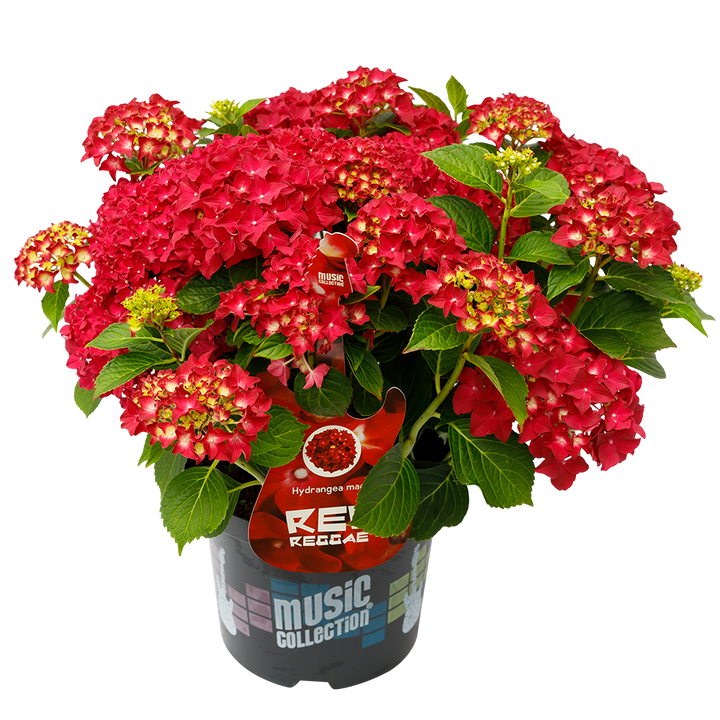 Hydrangea macrophylla 'Red Reggae' - Music Collection®