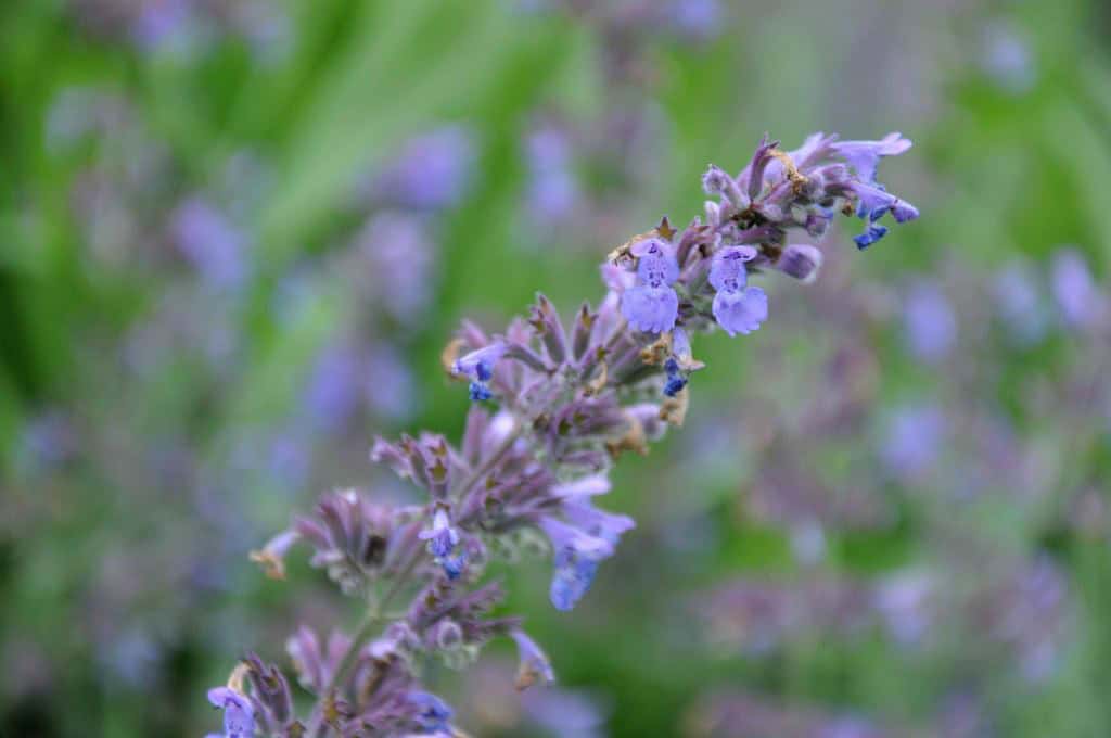 Nepeta 'Six Hills Giant' - Kattenkruid