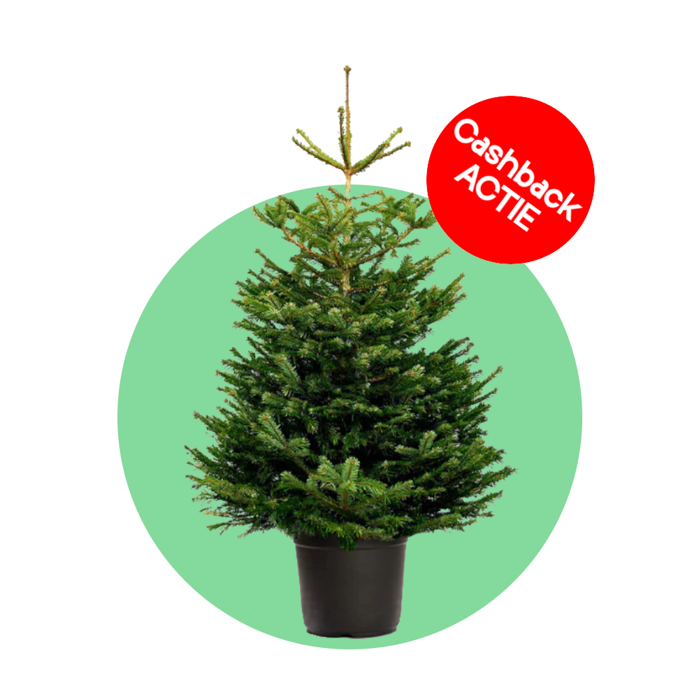 Nordmann kerstboom 'Deluxe' in pot - Naaldvaste Scandinavische kerstboom - 80/200cm