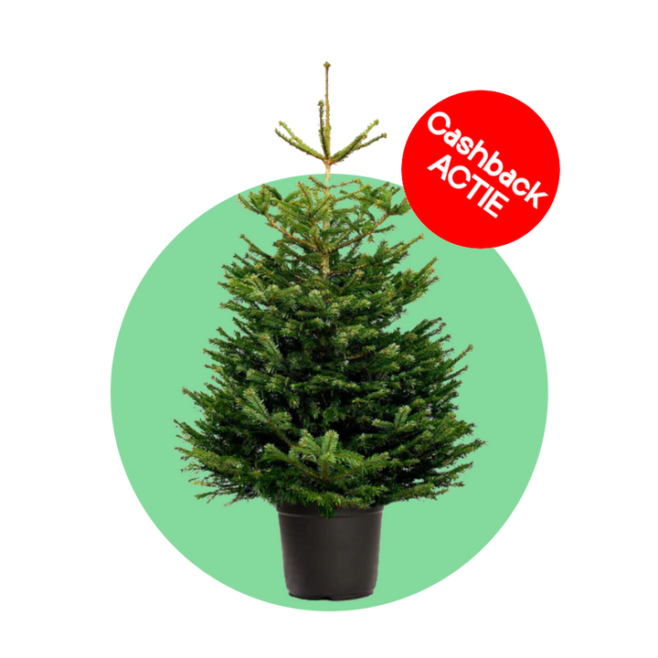 Nordmann kerstboom 'Deluxe' in pot - Naaldvaste Scandinavische kerstboom - 80/200cm