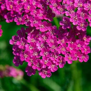 Borderpakket Zomer - 5m2 60 vaste planten in P9 pot