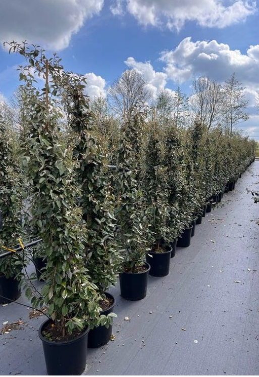 Elaeagnus ebbingei 'Compacta' - Olijfwilg