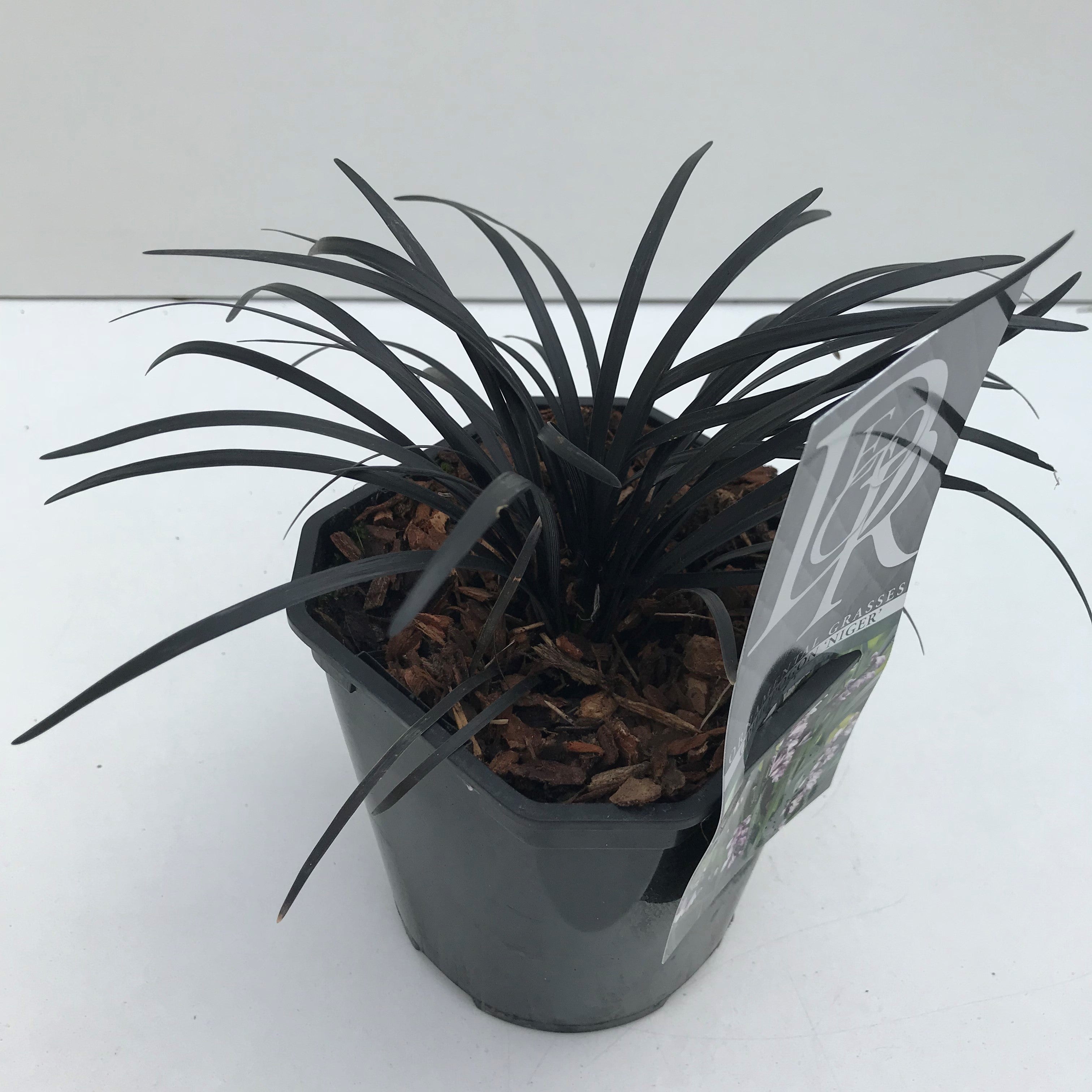 Ophiopogon plan. 'Niger' - Slangenbaard