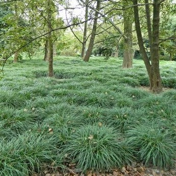 Ophiopogon japonicus minor - Slangenbaard