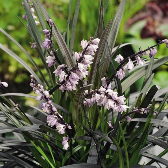 Ophiopogon plan. 'Niger' - Slangenbaard