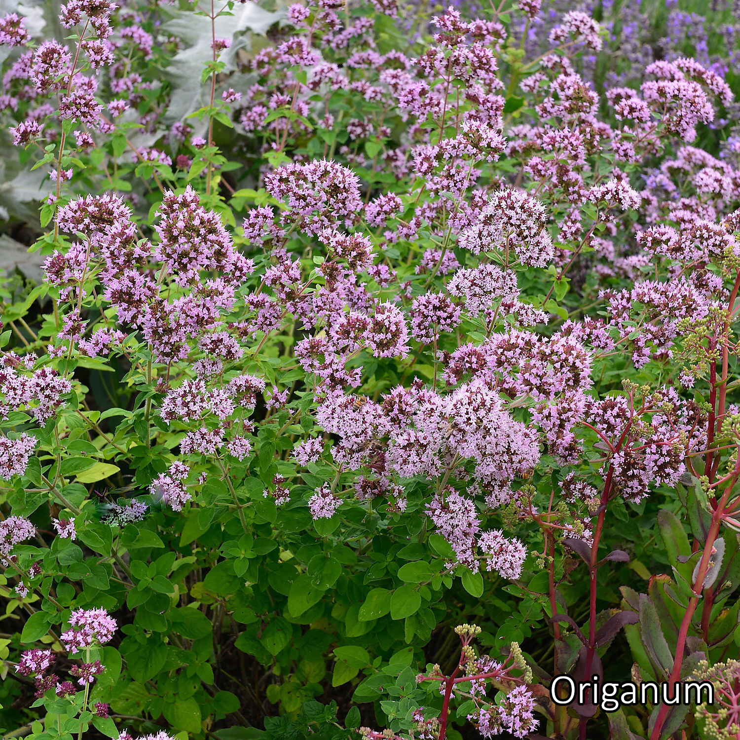 Borderpakket 'Wild & Inheems' - 5m² - 40 planten