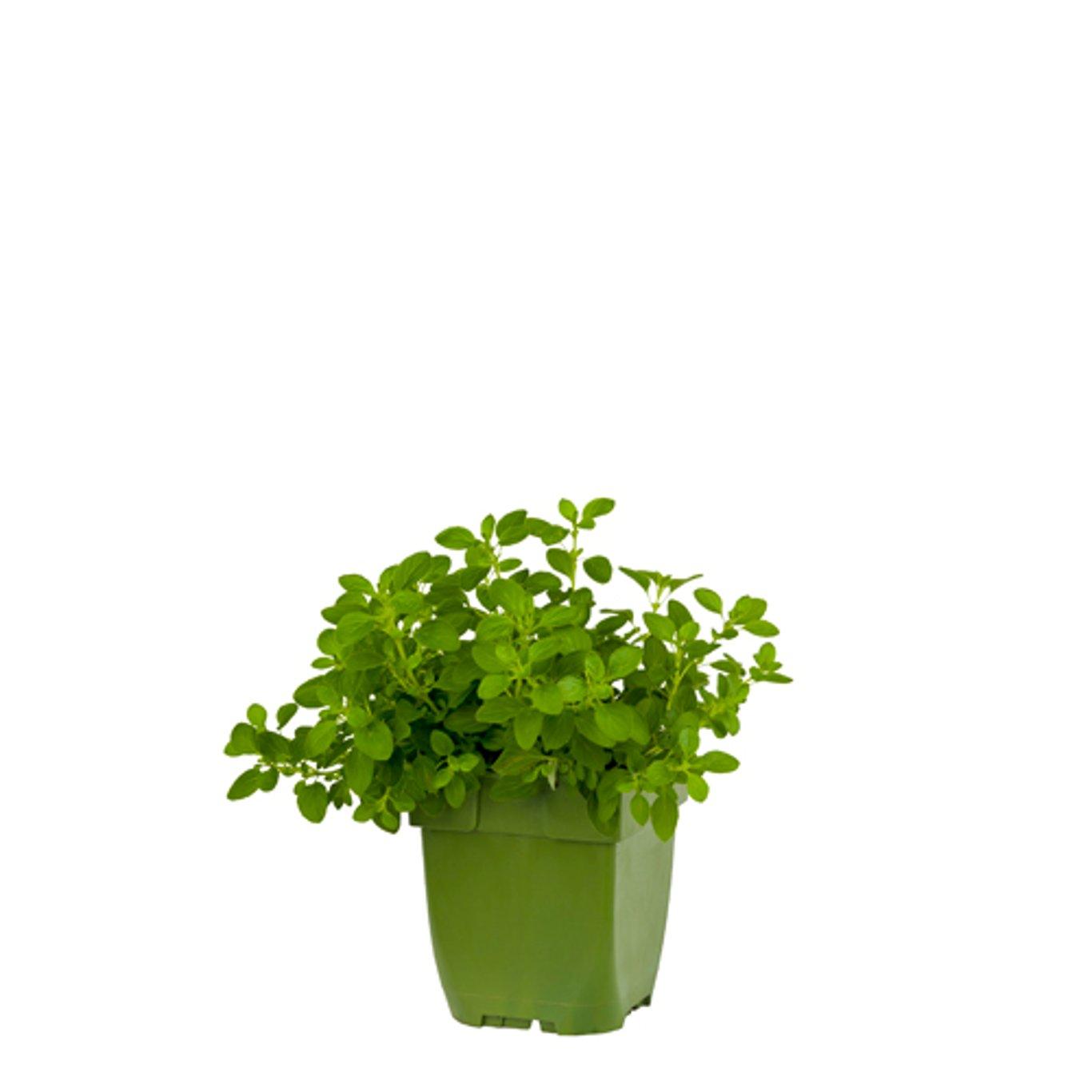 Origanum vulgare 'Compactum' - Compacte marjolijn